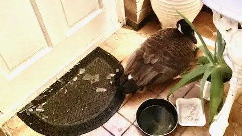 A goose stands by a front door with broken glass on the doormat.