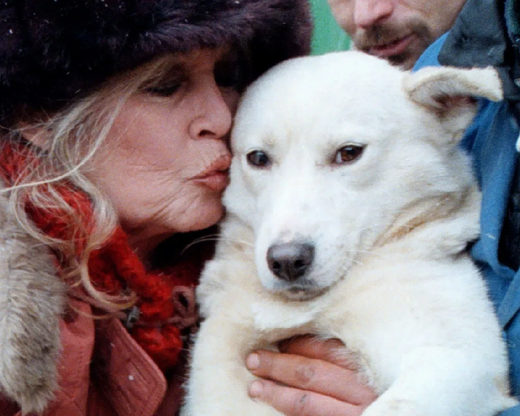 Brigitte Bardot kisses a stray dog at a Romanian dog pound in Bucharest.