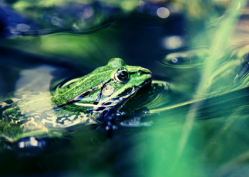 These Frogs Shrug Off Murder Hornet Stings—and Eat Them Anyway