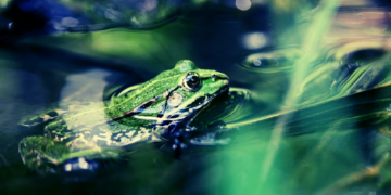 These Frogs Shrug Off Murder Hornet Stings—and Eat Them Anyway