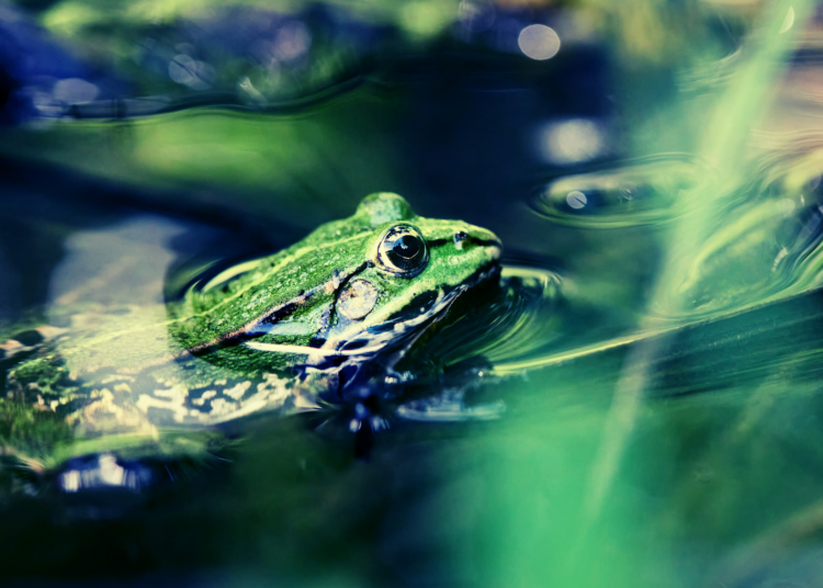 These Frogs Shrug Off Murder Hornet Stings—and Eat Them Anyway