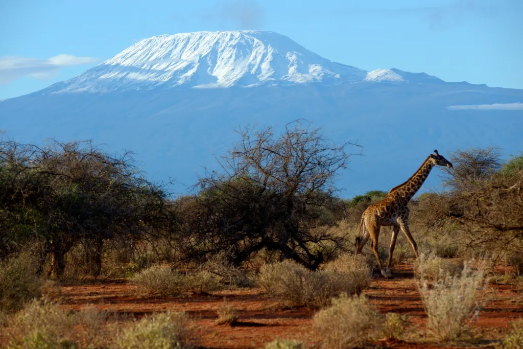 Mount Kilimanjaro is the highest peak in Africa and attracts upward of 50,000 tourists annually.
