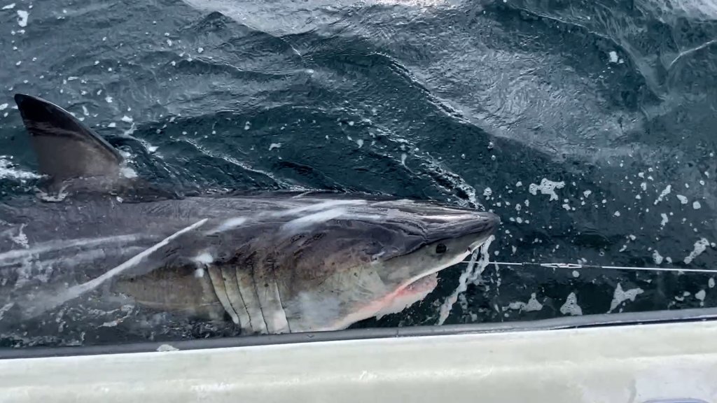 Ripple, an 1.5-foot, nearly 800-pound great white shark, is breaking new ground by venturing deep into the Gulf of Mexico.