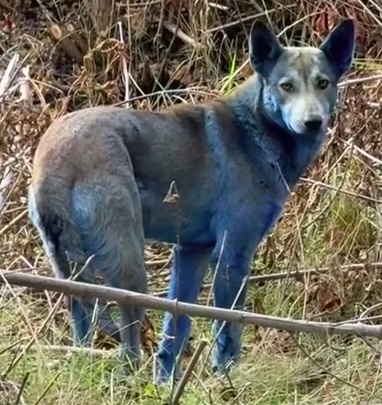 A dog in Chernobyl with blue fur.