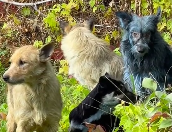 A blue dog next to two other dogs with natural fur in Chernobyl.