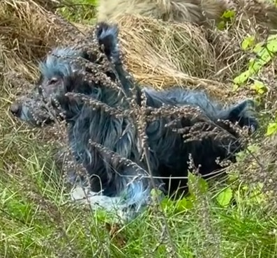 A dog with blue-tinged fur lies in tall grass and weeds.