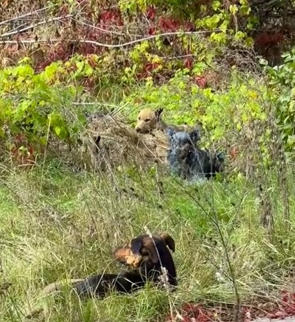 Three dogs, one brown, one blue, and one black, lie in green and reddish foliage.