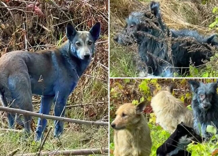 New theory about Chernobyl’s blue dogs is disgusting and surprisingly mundane