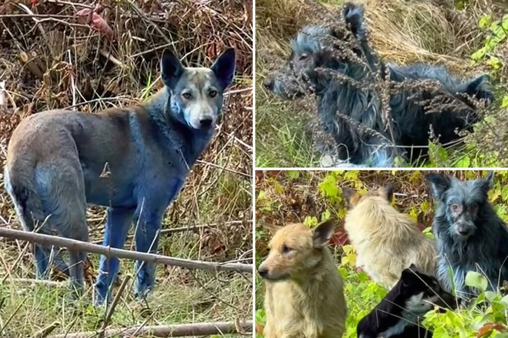 New theory about Chernobyl’s blue dogs is disgusting and surprisingly mundane