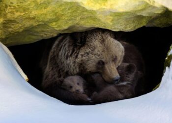 We Don’t Need New Year’s Resolutions. We Need Rest