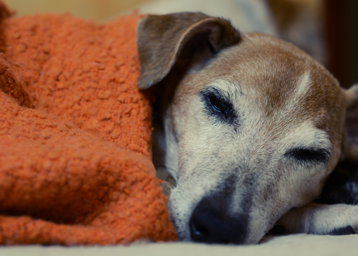 How to Help Your Senior Pet Live a Longer, Happier Life