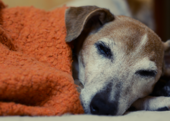 How to Help Your Senior Pet Live a Longer, Happier Life