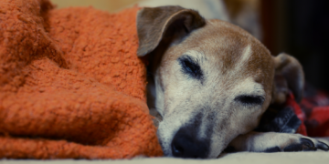 How to Help Your Senior Pet Live a Longer, Happier Life