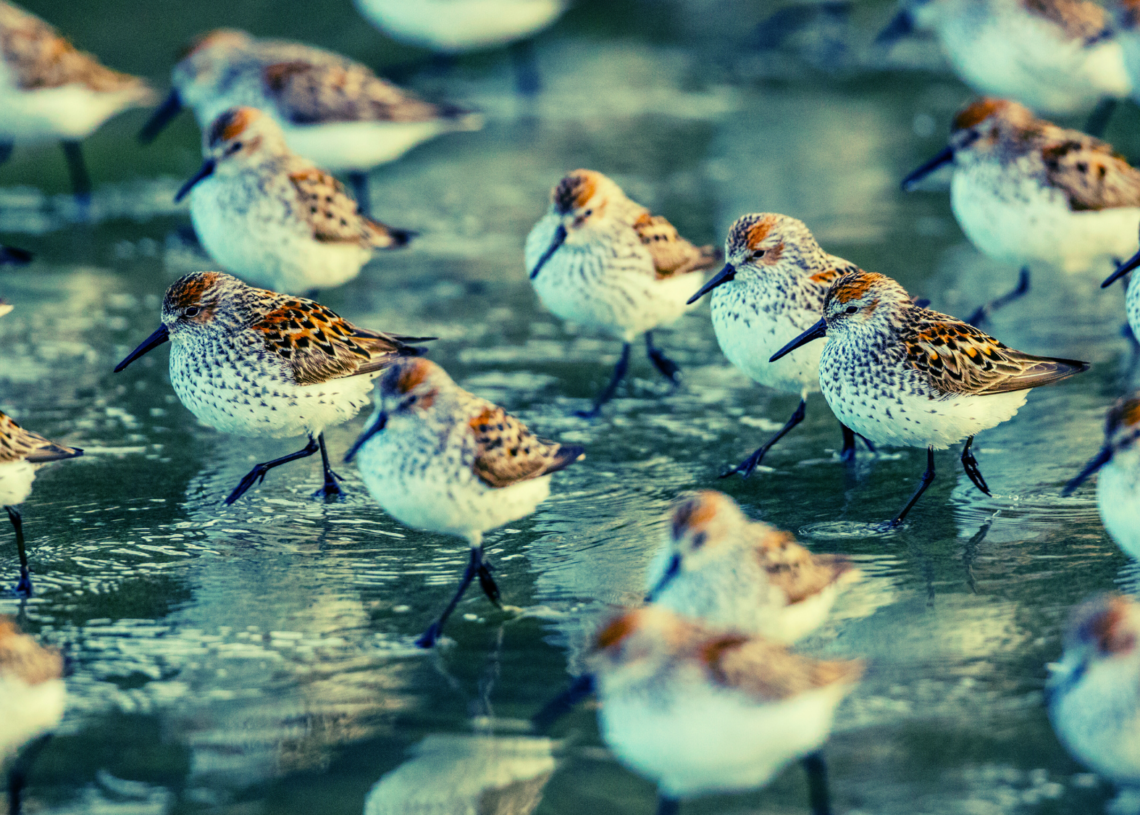 Humans Share a Superpower With Shorebirds