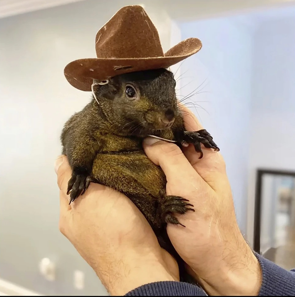 A person holding a squirrel wearing a small brown cowboy hat.