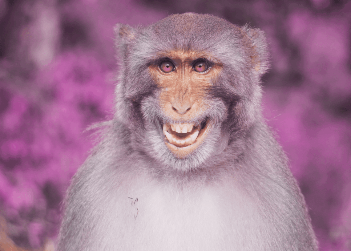 In the Ancient Roman Army, You Weren’t Cool Unless You Had a Pet Monkey