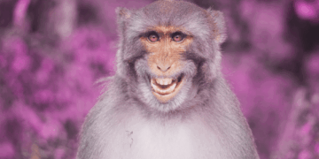 In the Ancient Roman Army, You Weren’t Cool Unless You Had a Pet Monkey