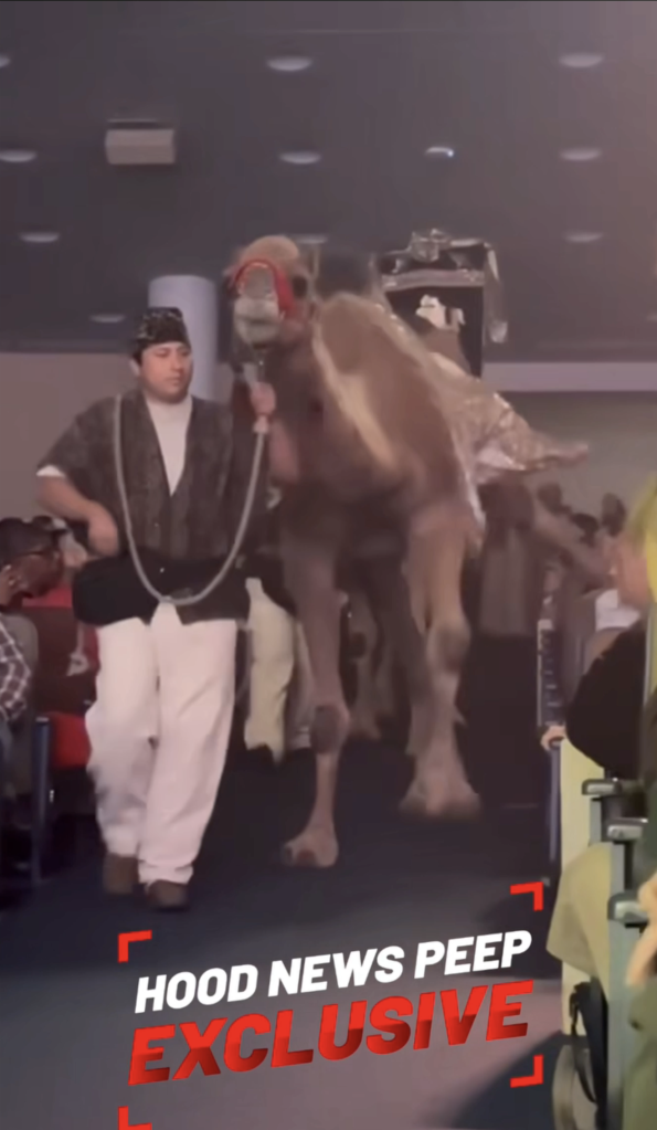A camel forcefully kicking a woman attending a Christmas celebration at a Texas megachurch