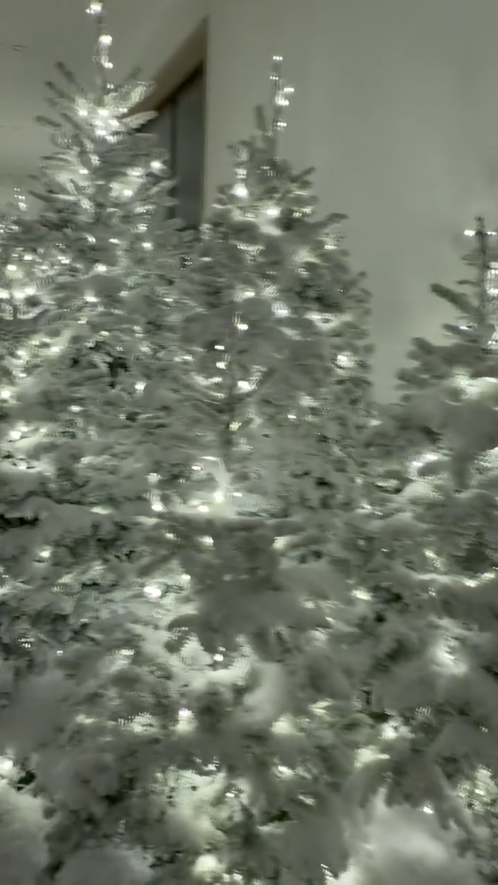 Frosted Christmas trees with white lights in a hallway.