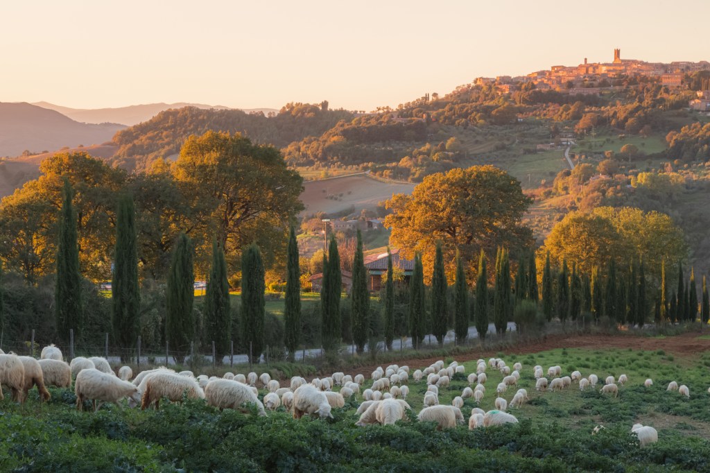 Appenninica sheep grazing in the Tuscan countryside near Radicondoli, with a distant hilltop town.
