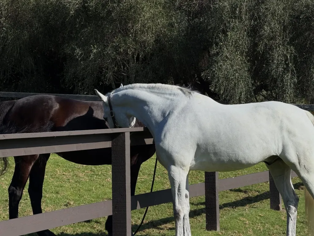 Two horses, one white and one dark, behind a wooden fence with green grass and trees in the background.