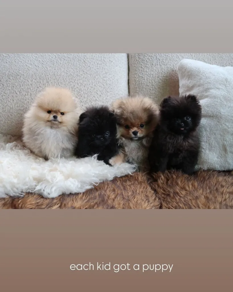 Four fluffy Pomeranian puppies, two cream-colored and two black, sitting on a fluffy blanket.