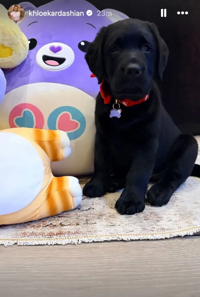 Black Labrador puppy sitting on a rug with stuffed animals.
