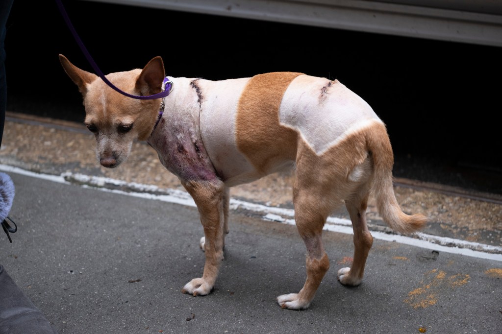 penny the chihuahua bandaged