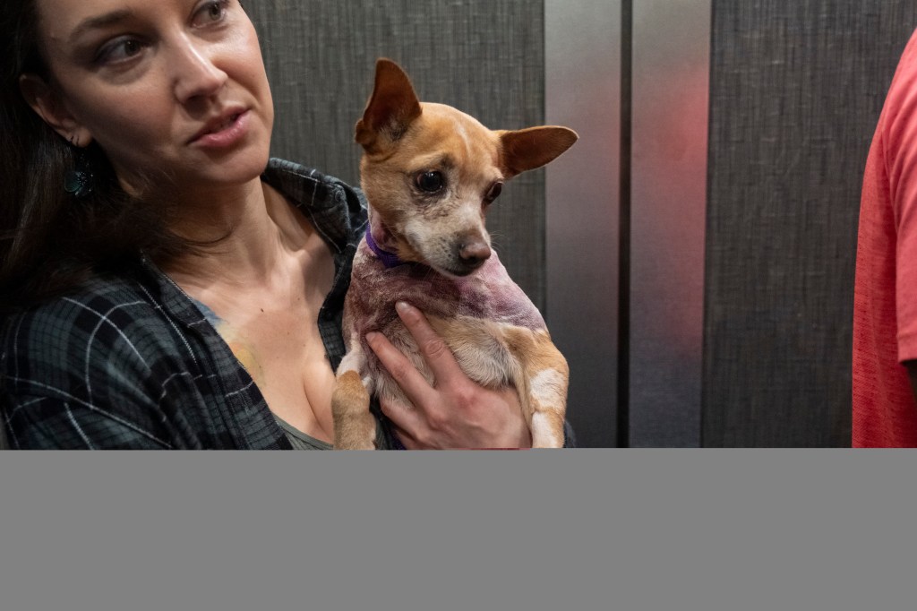woman holds penny the chihuahua