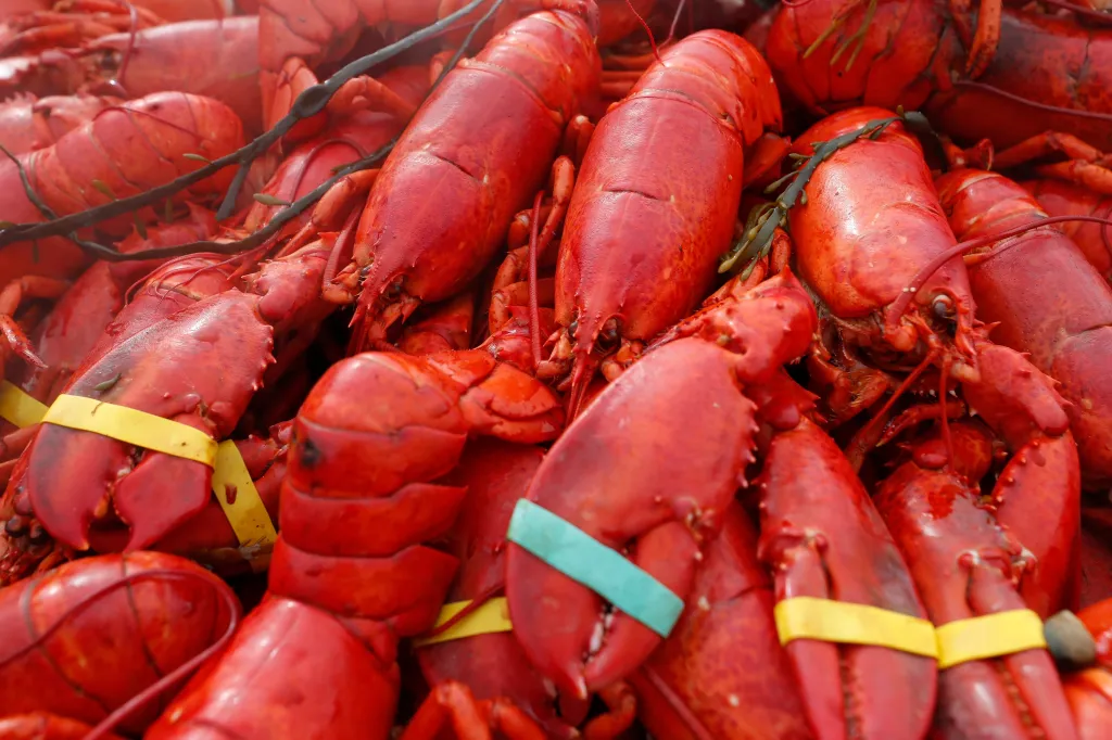 A pile of cooked red lobsters, some with rubber bands on their claws.