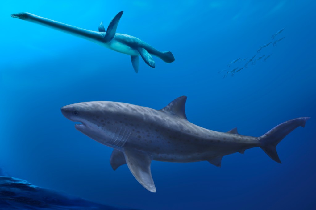 An illustration of a gigantic mega-predatory lamniform shark swimming beside a long-necked plesiosaur off the coast of Australia.