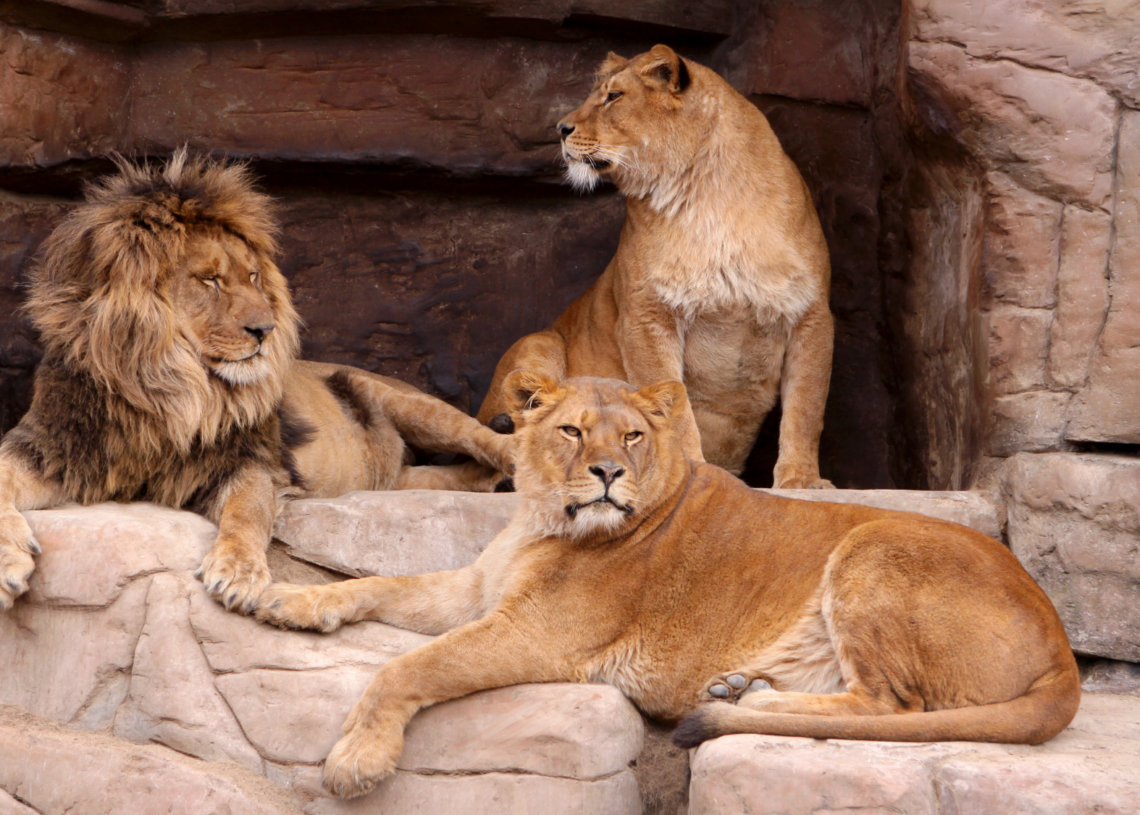Man Mauled to Death After Climbing Into Zoo’s Lion Enclosure