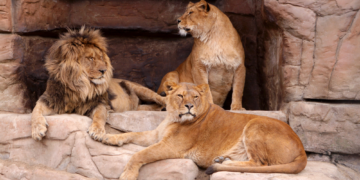 Man Mauled to Death After Climbing Into Zoo’s Lion Enclosure