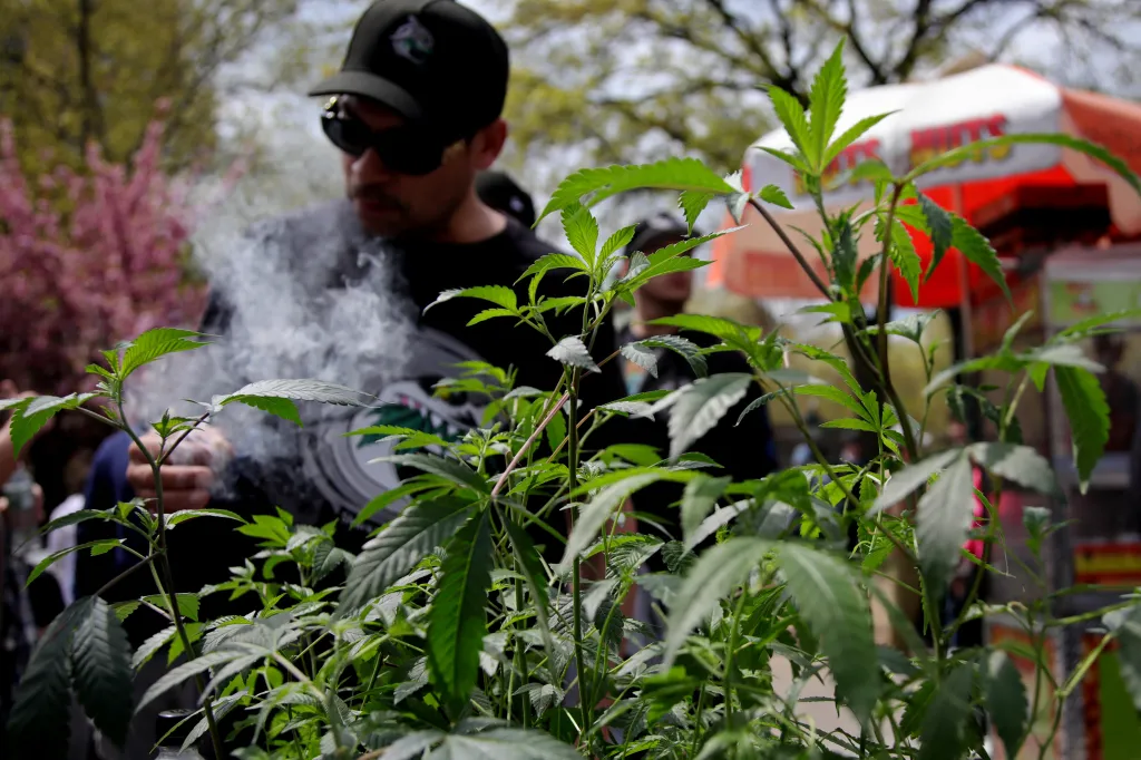 A marijuana plant is displayed in the foreground as a person smokes marijuana in the background.