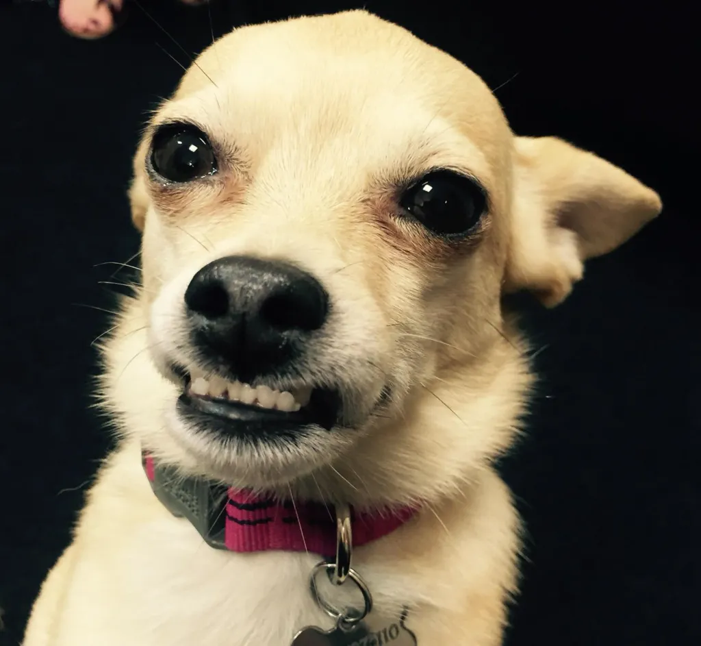 A chihuahua with big eyes and a pink collar smiling and showing its teeth.