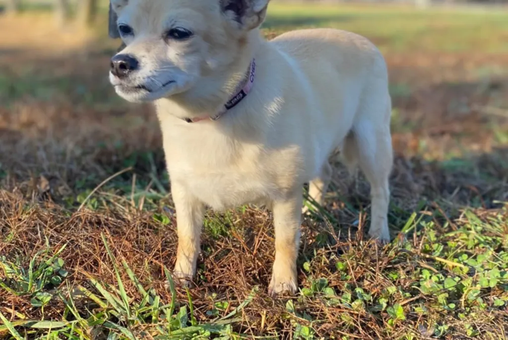 Miranda Lambert's rescue dog, Delilah, standing in a field.