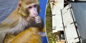 Monkey that previously escaped from Mississippi truck now sheltered in NJ wildlife refuge