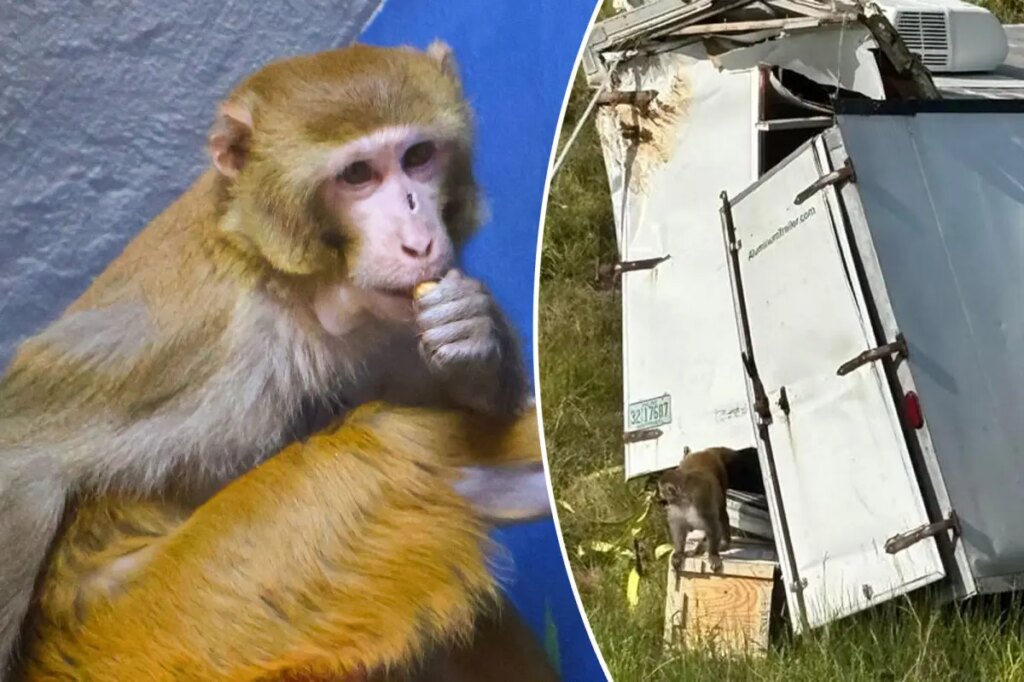 Monkey that previously escaped from Mississippi truck now sheltered in NJ wildlife refuge