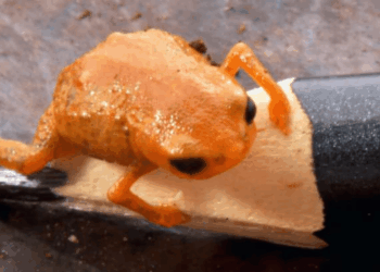 The Tiny New Species of Pumpkin Toadlet Is Giving Me Cuteness Rage