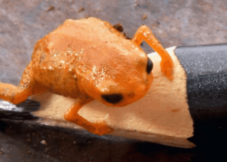 The Tiny New Species of Pumpkin Toadlet Is Giving Me Cuteness Rage