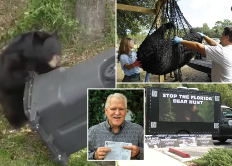 Florida kicks off first black bear hunt in a decade, despite pushback