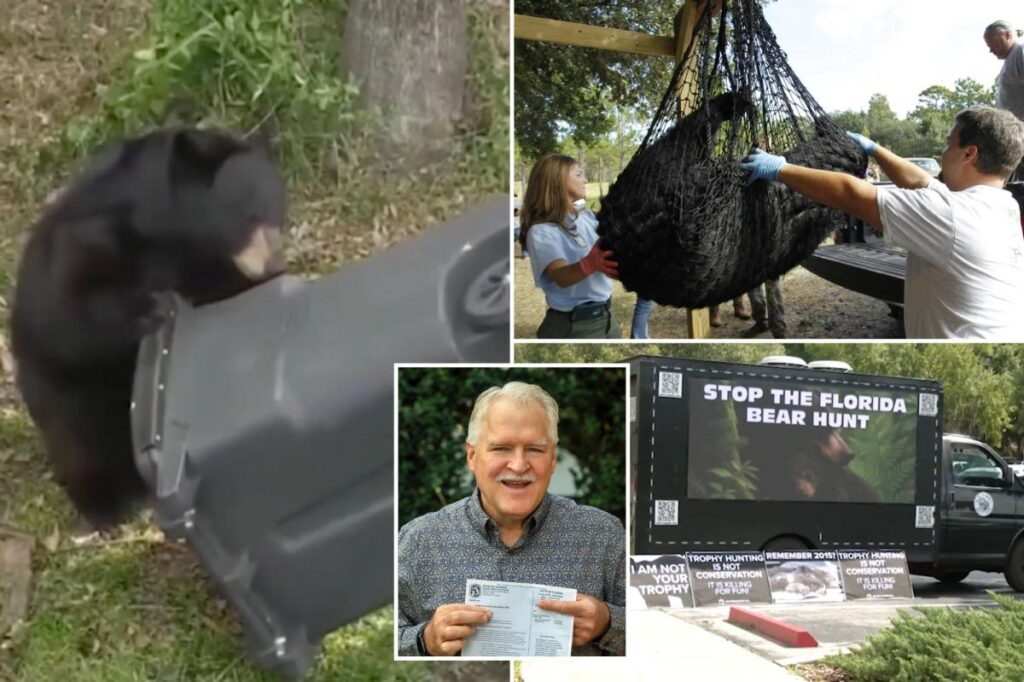Florida kicks off first black bear hunt in a decade, despite pushback