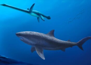 Researchers say monstrous shark ruled ancient seas before megalodon