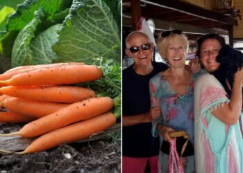 Family loses it over X-rated carrot meant to be cooked for Christmas dinner