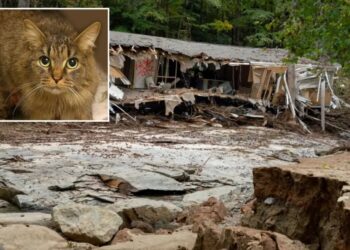 Cat lost during Hurricane Helene miraculously reunited with family after 443 days: ‘A Christmas miracle’