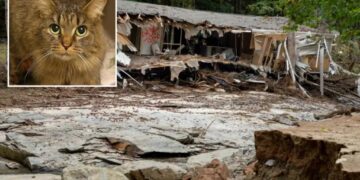 Cat lost during Hurricane Helene miraculously reunited with family after 443 days: ‘A Christmas miracle’