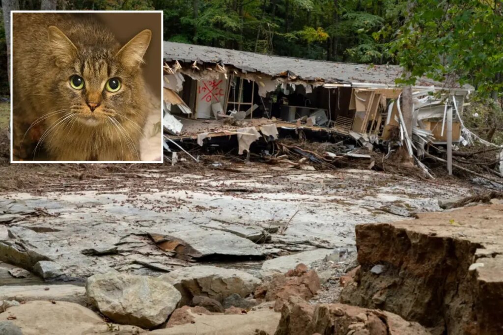 Cat lost during Hurricane Helene miraculously reunited with family after 443 days: ‘A Christmas miracle’