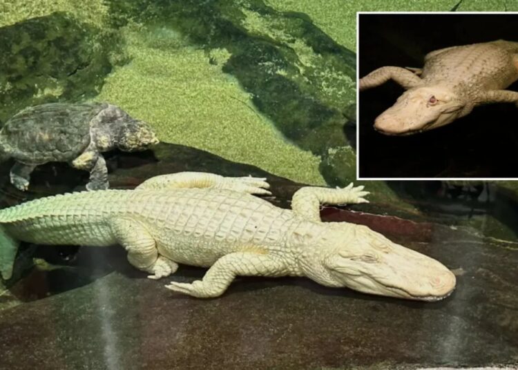 San Francisco’s beloved albino alligator Claude dead at 30