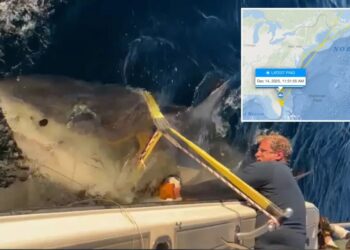 Largest male white shark ‘Contender’ spotted moving into warmer US waters for winter
