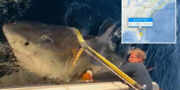 Largest male white shark ‘Contender’ spotted moving into warmer US waters for winter